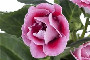  - Sinningia speciosa