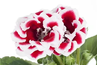  - Sinningia speciosa