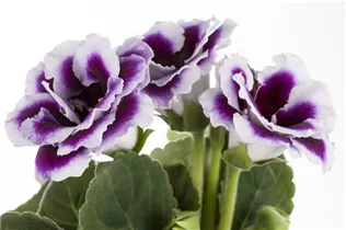  - Sinningia speciosa