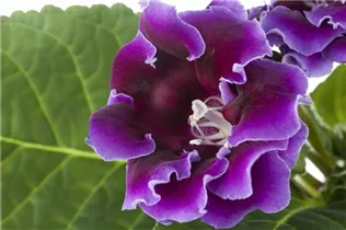  - Sinningia speciosa