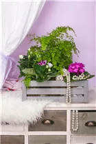  - Sinningia speciosa