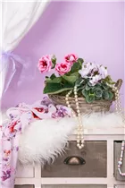  - Sinningia speciosa