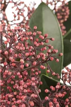  - Skimmia japonica