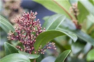 - Skimmia japonica