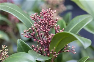  - Skimmia japonica