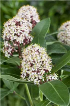  - Skimmia japonica