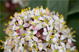  - Skimmia japonica