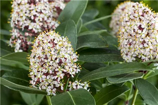 - Skimmia japonica