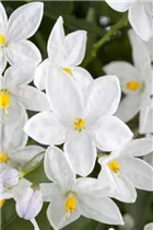 - Solanum jasminoides  - Solanum jasminoides