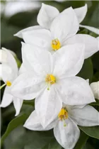 - Solanum jasminoides  - Solanum jasminoides