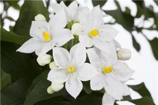 - Solanum jasminoides  - Solanum jasminoides
