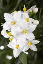 - Solanum jasminoides  - Solanum jasminoides