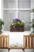 - Solanum jasminoides  - Solanum jasminoides