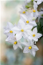 - Solanum jasminoides  - Solanum jasminoides