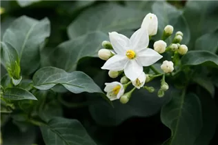- Solanum jasminoides  - Solanum jasminoides