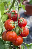 - Solanum lycopersicum 'Balkontomate'  - Solanum lycopersicum 'Balkontomate'