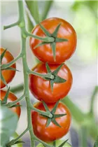  - Solanum lycopersicum