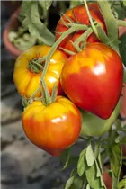  - Solanum lycopersicum 'Gourmandia F1'