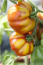  - Solanum lycopersicum