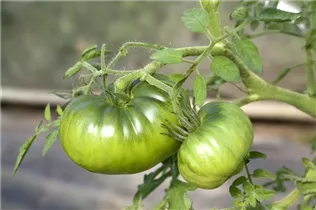  - Solanum lycopersicum