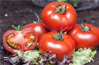  - Solanum lycopersicum Salattomate