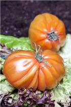  - Solanum lycopersicum