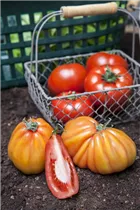  - Solanum lycopersicum