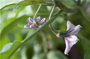  - Solanum melongena