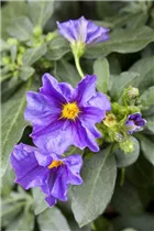 - Solanum rantonnetii  - Solanum rantonnetii