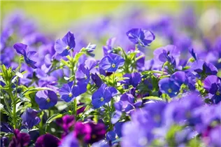  - Viola cornuta 'Andrea'