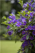 - Solanum rantonnetii  - Solanum rantonnetii