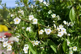 - Solanum rantonnetii  - Solanum rantonnetii