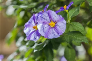 - Solanum rantonnetii  - Solanum rantonnetii