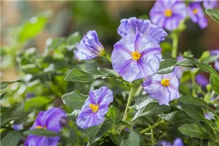 - Solanum rantonnetii  - Solanum rantonnetii