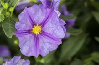 - Solanum rantonnetii  - Solanum rantonnetii