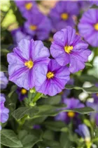 - Solanum rantonnetii  - Solanum rantonnetii