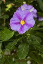 - Solanum rantonnetii  - Solanum rantonnetii