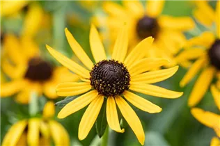  - Rudbeckia fulgida var. sullivantii 'Little Goldstar'