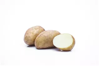  - Solanum tuberosum