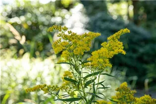  - Solidago canadensis