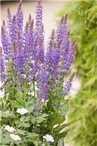  - Salvia superba 'April Night'