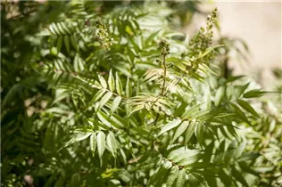  - Sorbaria sorbifolia
