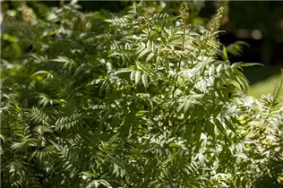  - Sorbaria sorbifolia