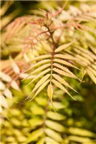  - Sorbaria sorbifolia