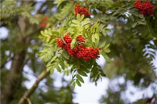  - Sorbus aucuparia 'Edulis'