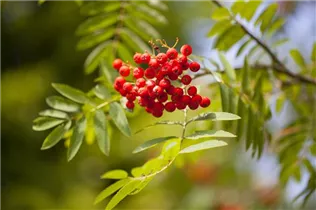  - Sorbus aucuparia