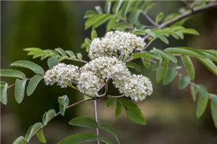  - Sorbus aucuparia 'Edulis'