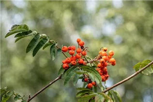  - Sorbus aucuparia