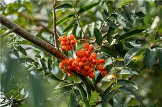  - Sorbus aucuparia