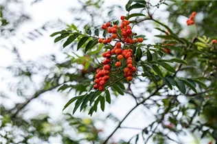  - Sorbus aucuparia
